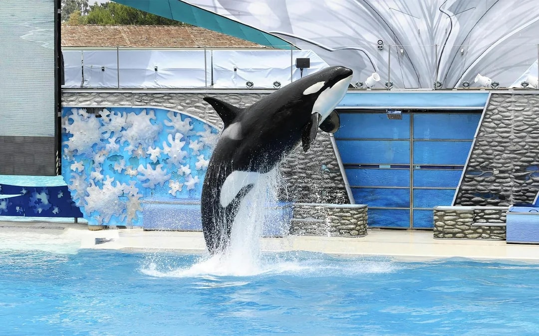 SeaWorld San Diego: Entry Tickets with All-Day Dining Add-On Image 11