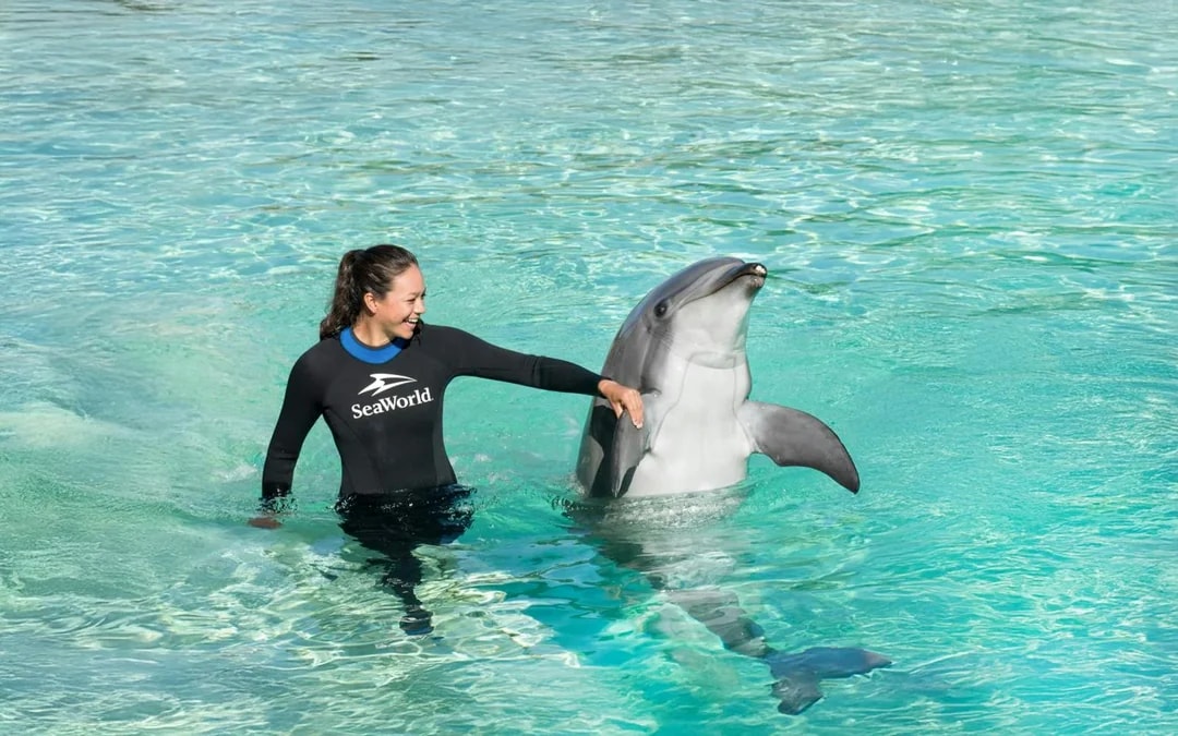 SeaWorld San Diego: Entry Tickets with All-Day Dining Add-On Image 5