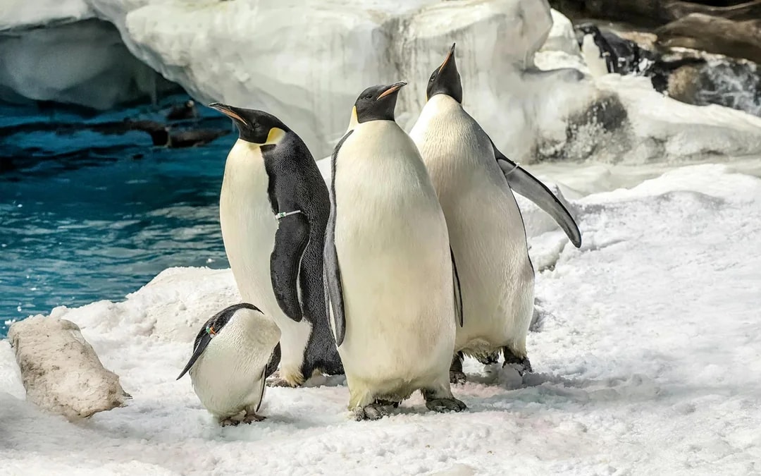 SeaWorld San Diego: Entry Tickets with All-Day Dining Add-On Image 10