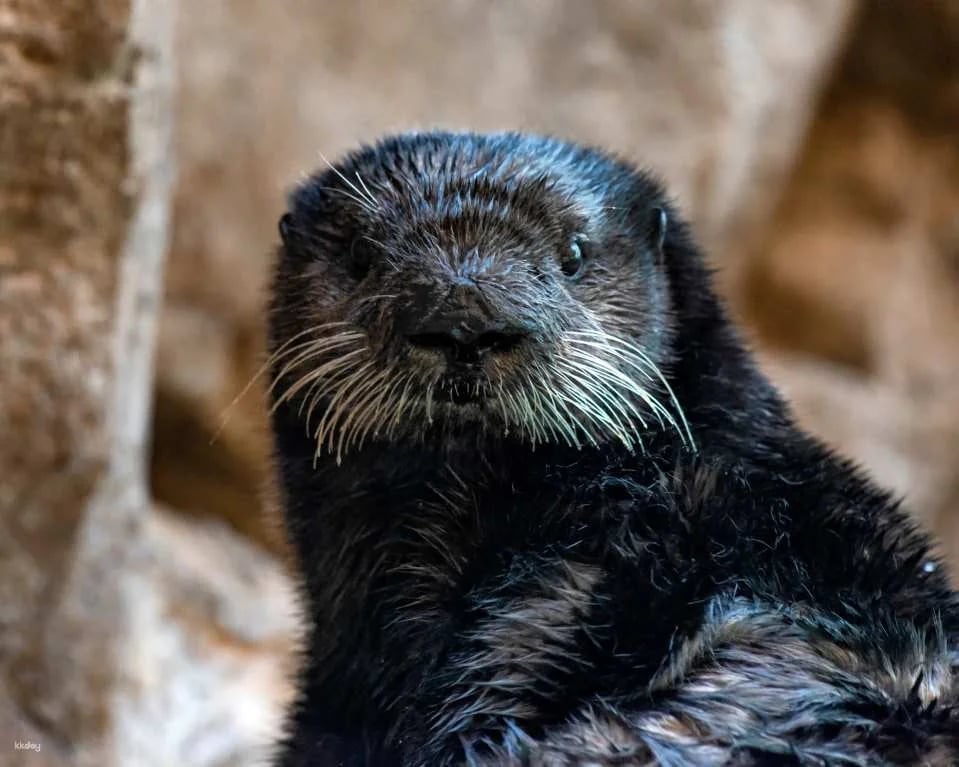 SeaWorld San Diego Ticket | California