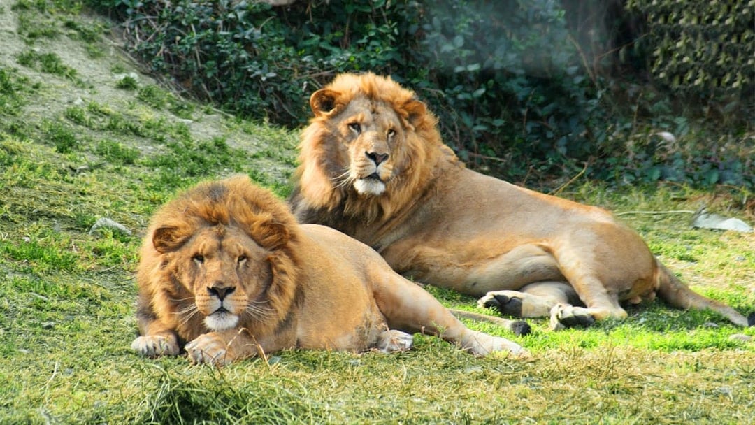 Two lions resting on grass at Selwo Aventura, Spain.