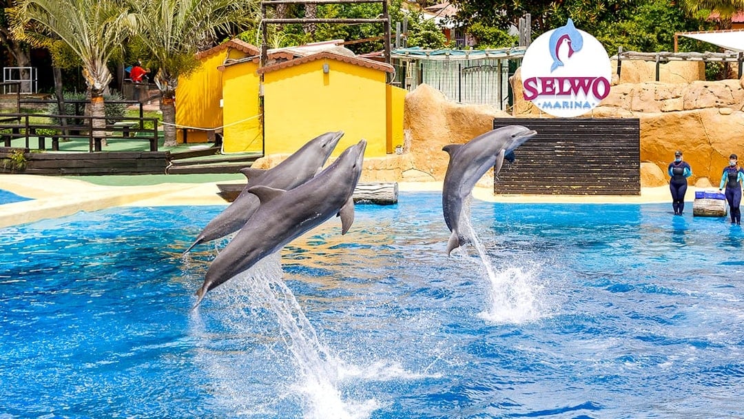 Dolphins leaping from the water during a performance at Selwo Marina.