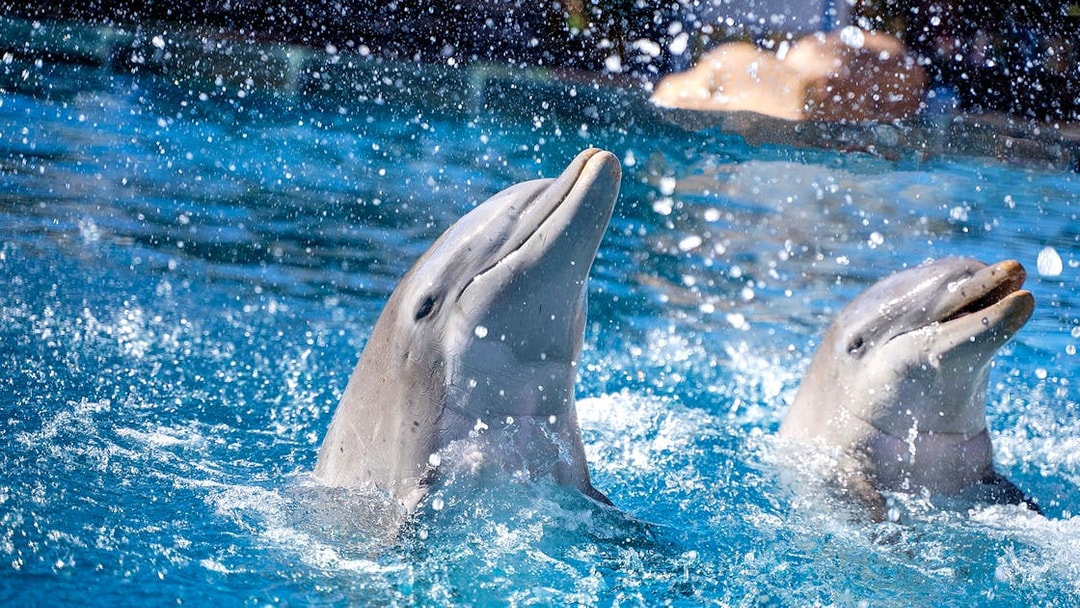 Dolphins performing at Selwo Marina, splashing in the water.