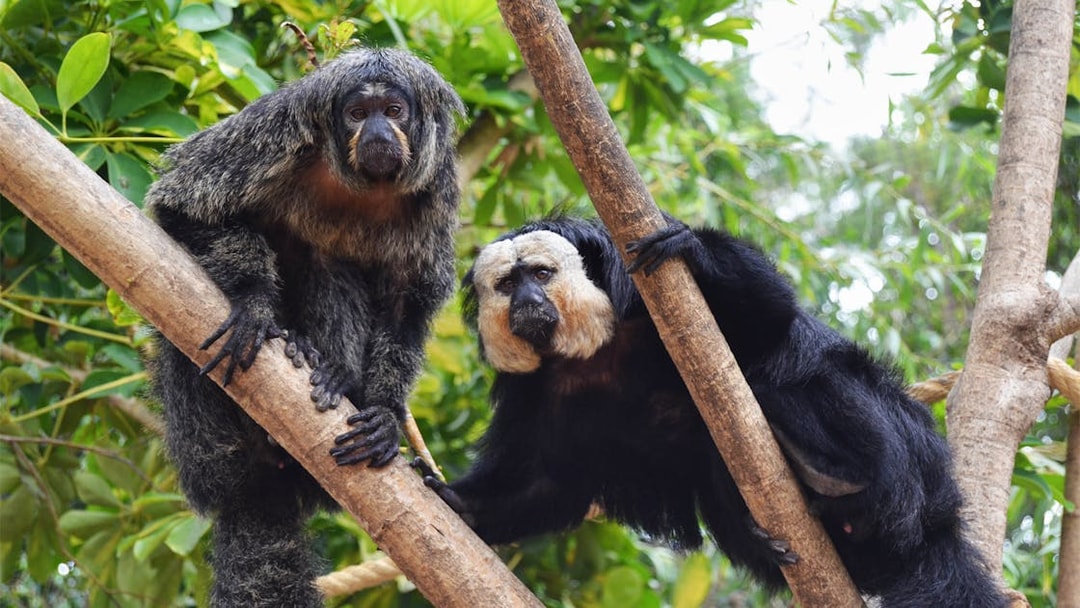 Two monkeys on tree branches at Selwo Marina.