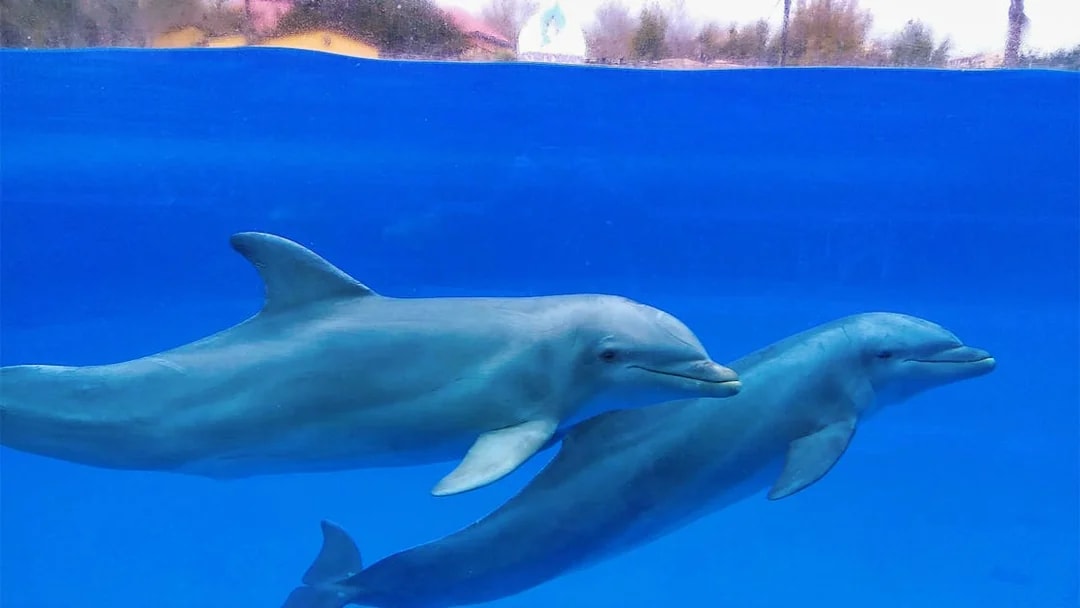 Dolphins swimming underwater at Selwo Marina.