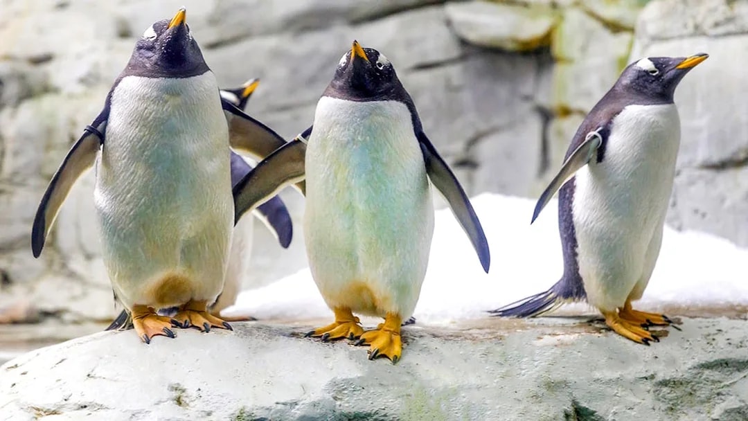 Penguins standing on rocks at Selwo Marina.