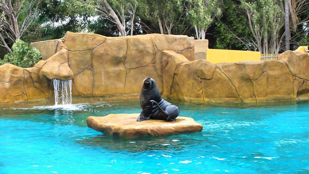 Sea lion on rock at Selwo Marina with waterfall and trees in background.