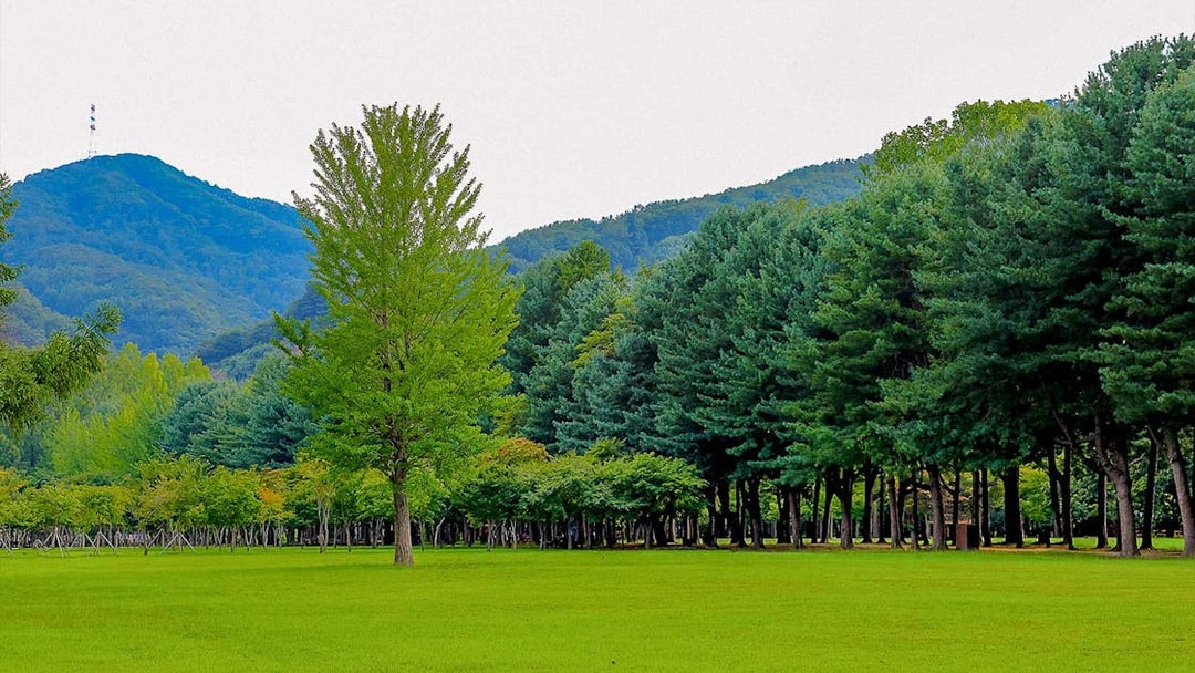 Nami Island lush green landscape with distant mountains in Gapyeong, South Korea.