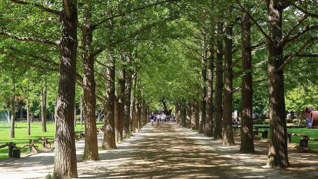 Tree-lined path on Nami Island with visitors walking.