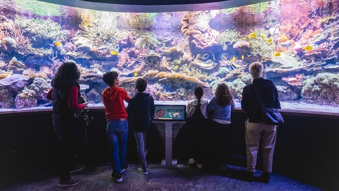 Visitors observing colorful corals and marine life at Seville Aquarium, Spain.