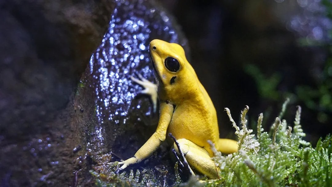 Golden poison frog on a mossy branch at Seville Aquarium exhibit.