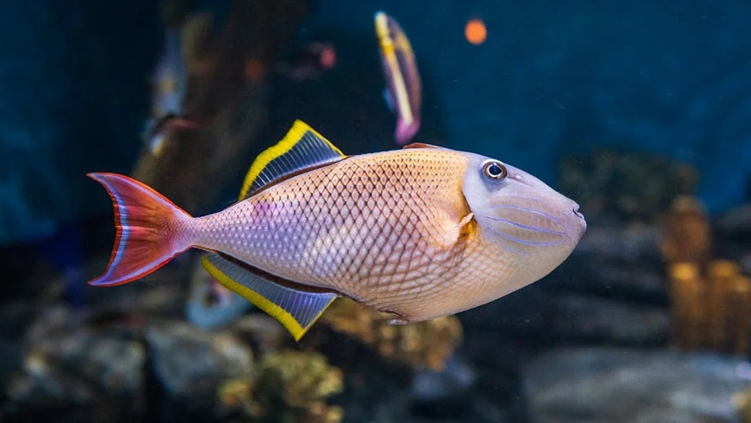 Triggerfish swimming near coral reef in clear waters, Maldives.