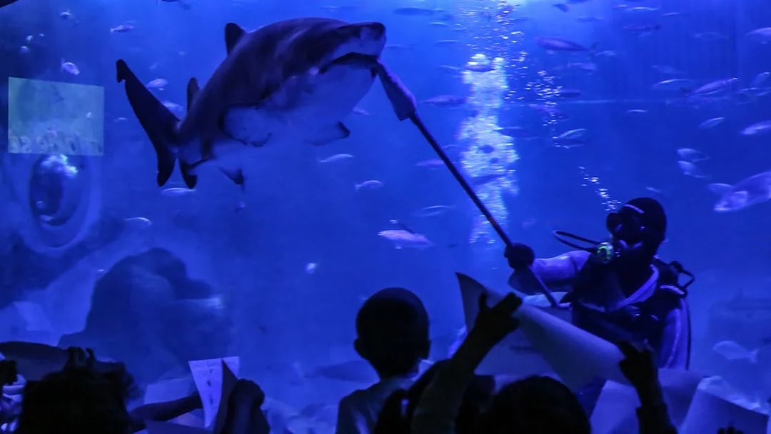 Diver feeding bull shark in Seville Aquarium Oceanarium.