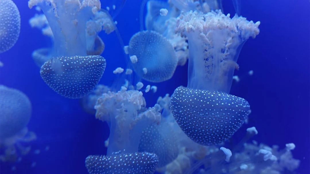 Jellyfish swimming in a tank at Seville Aquarium, Spain.