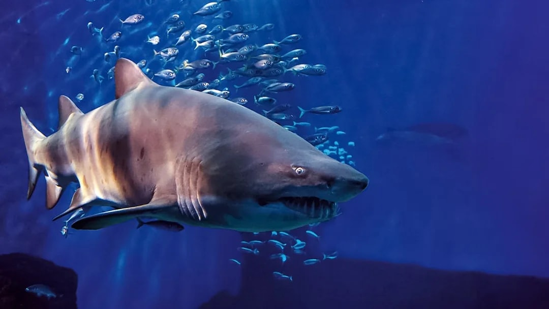 Shark swimming with fish at Seville Aquarium.