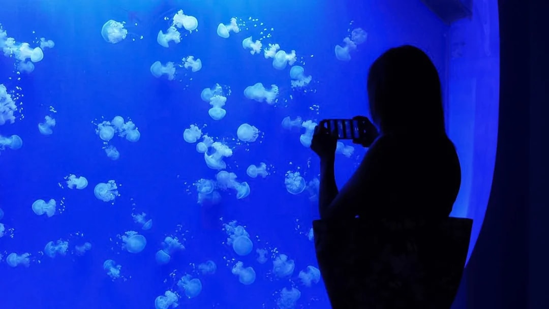 Jellyfish display at Seville Aquarium with visitor taking photos.