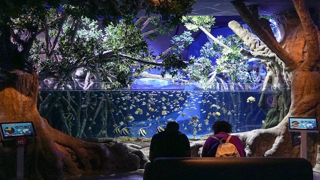 Large fish swimming in a tank at Seville Aquarium, Spain, with visitors observing.
