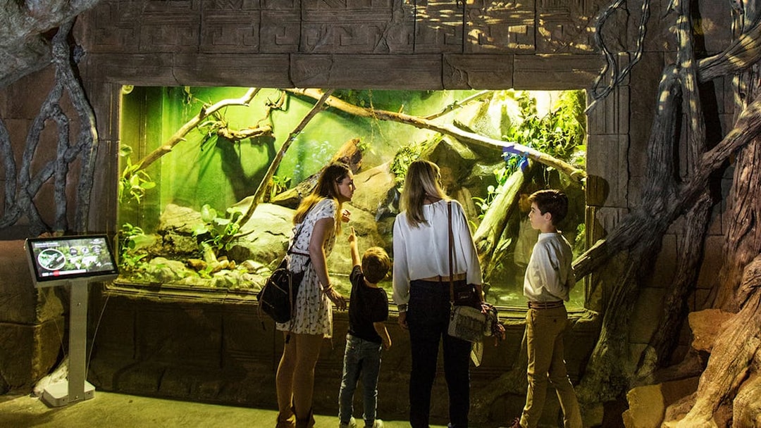 Visitors observing jungle-themed aquarium exhibit at Seville Aquarium.