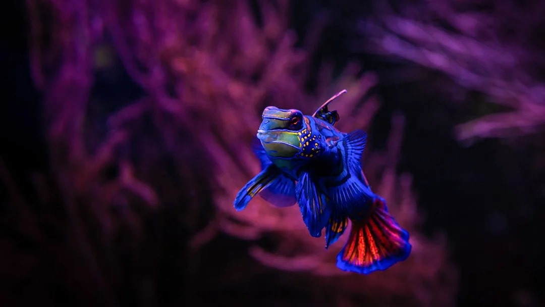 Mandarinfish in coral reef tank at Seville Aquarium.