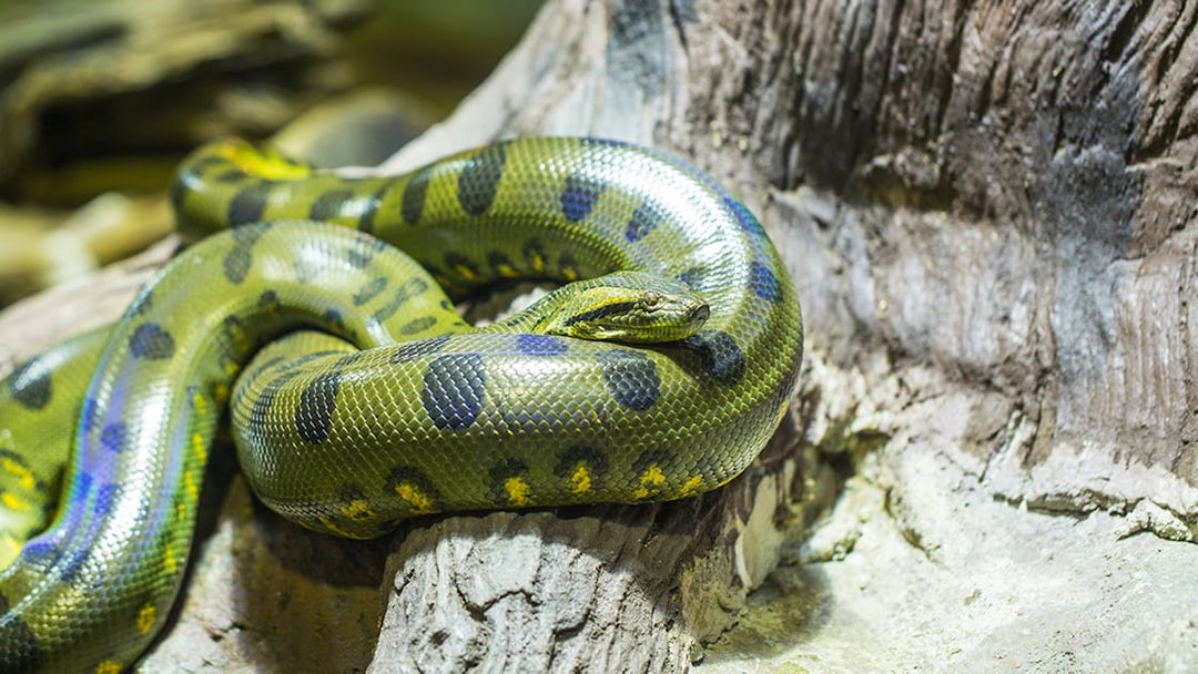 Green anaconda resting on a log at Seville Aquarium.