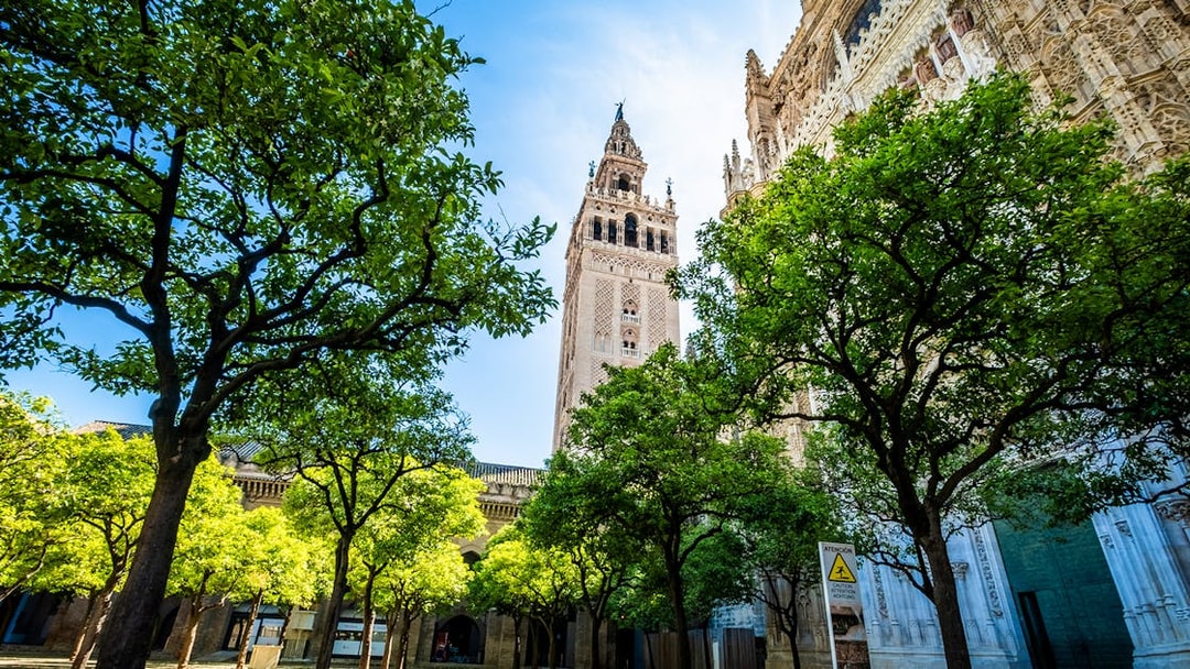 Giralda Tower and Seville Cathedral with surrounding orange trees.