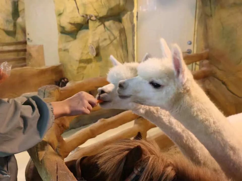 Shenzhen, China|Ye En Animal Park Tickets (Longgang Wanda Plaza Store)
