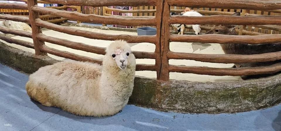 Shenzhen, China|Ye En Animal Park Tickets (Longgang Wanda Plaza Store)