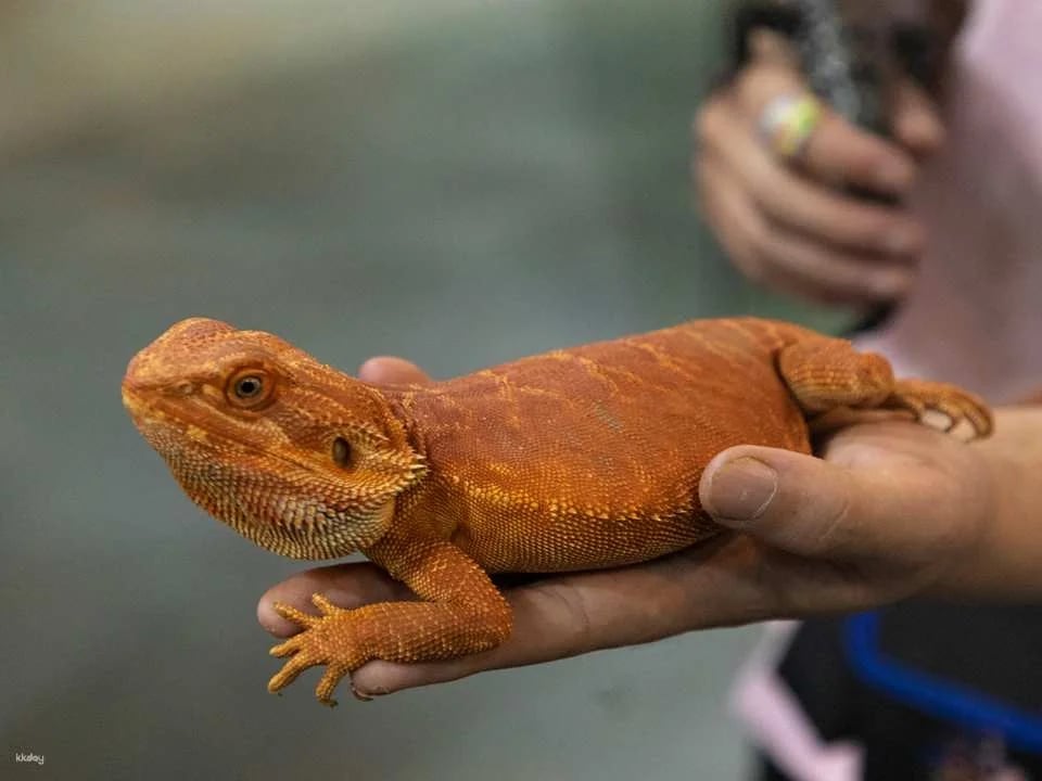 Shenzhen, China｜Ye En Animal Park Tickets (Longgang Wanda Plaza Store)