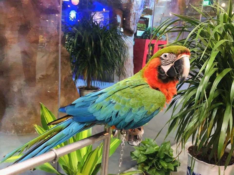 Shenzhen, China｜Ye En Animal Park Tickets (Longgang Wanda Plaza Store)