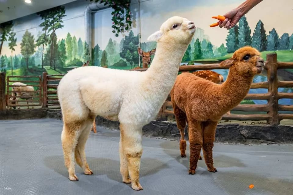 Shenzhen, China｜Ye En Animal Park Tickets (Longgang Wanda Plaza Store)