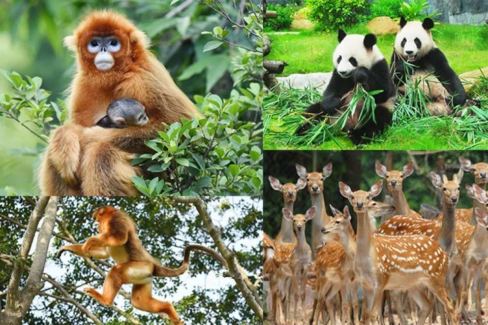 Shenzhen Safari Park Tickets (e-ticket) | For non-Mainland China residents only | Unlimited access to 7 designated attractions | KKday exclusive offer