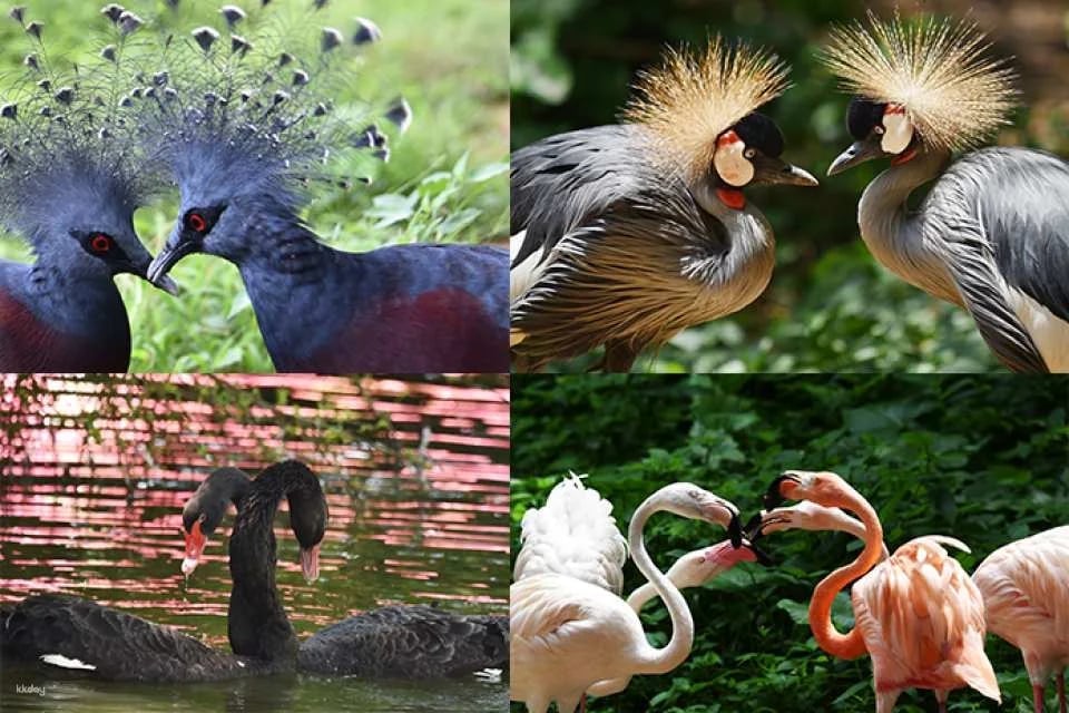 Shenzhen Safari Park Tickets (e-ticket) | For non-Mainland China residents only | Unlimited access to 7 designated attractions | KKday exclusive offer