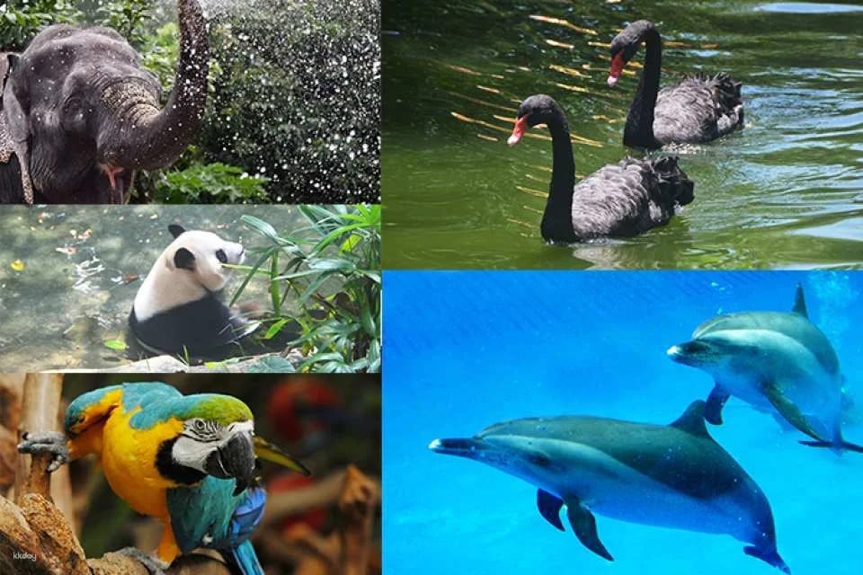 Shenzhen Safari Park Tickets (e-ticket) | For non-Mainland China residents only | Unlimited access to 7 designated attractions | KKday exclusive offer