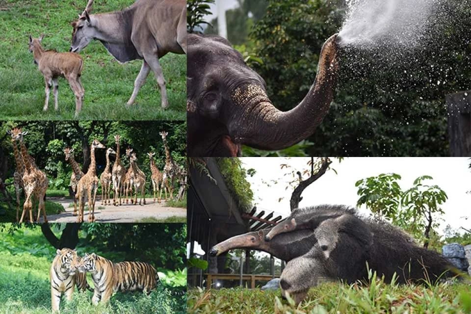 Shenzhen Safari Park Tickets (e-ticket) | For non-Mainland China residents only | Unlimited access to 7 designated attractions | KKday exclusive offer