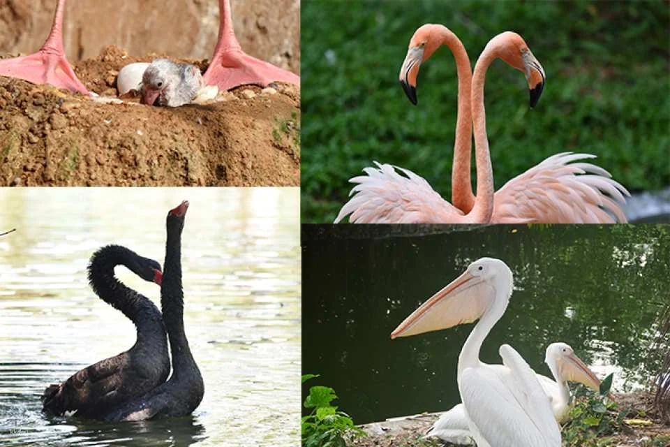 Shenzhen Safari Park Tickets (e-ticket) | For non-Mainland China residents only | Unlimited access to 7 designated attractions | KKday exclusive offer