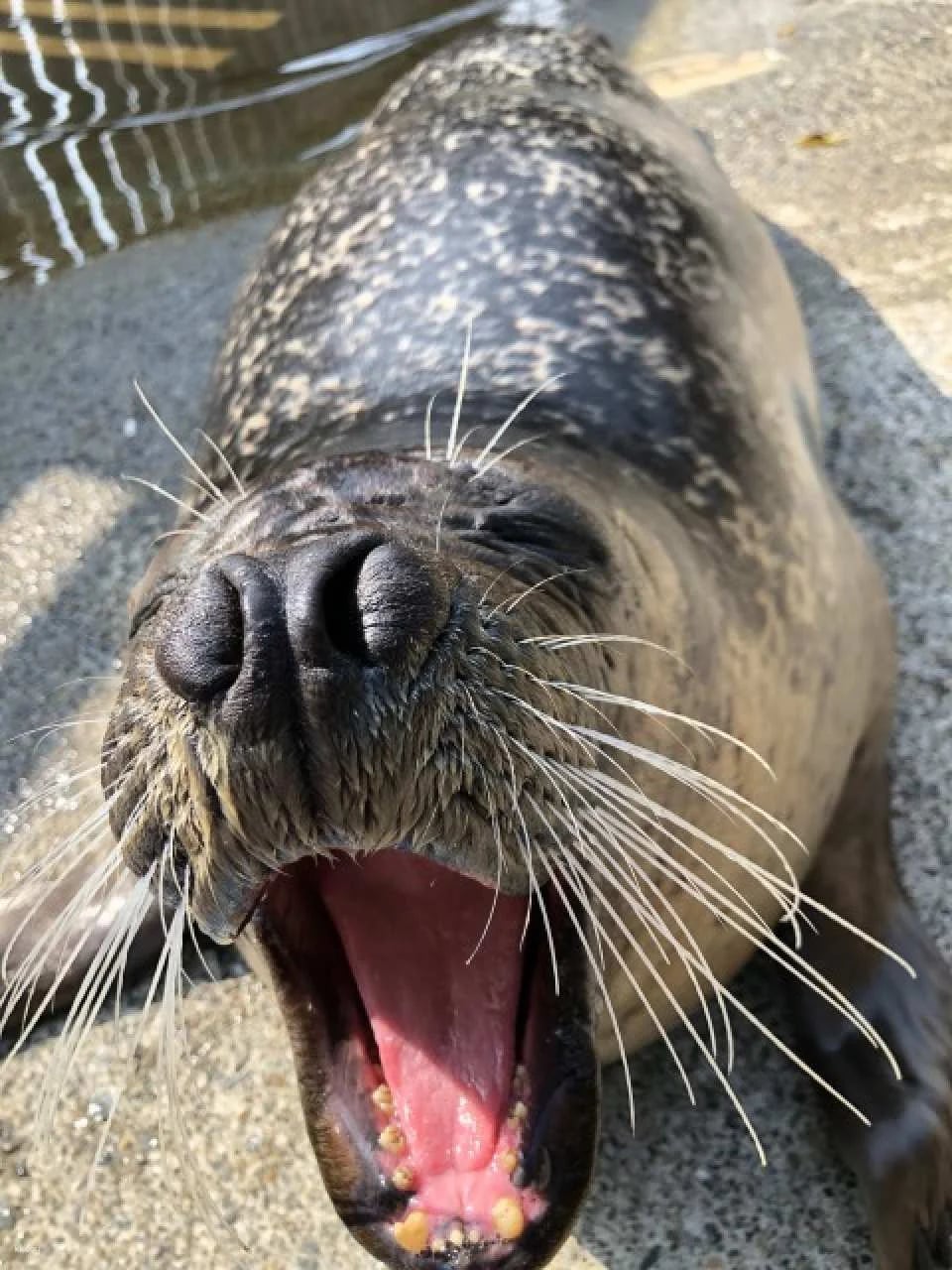 Shimoda Aquarium Admission Ticket｜Shizuoka, Japan
