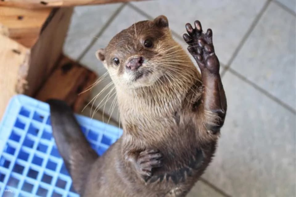 Shimoda Aquarium Admission Ticket｜Shizuoka, Japan