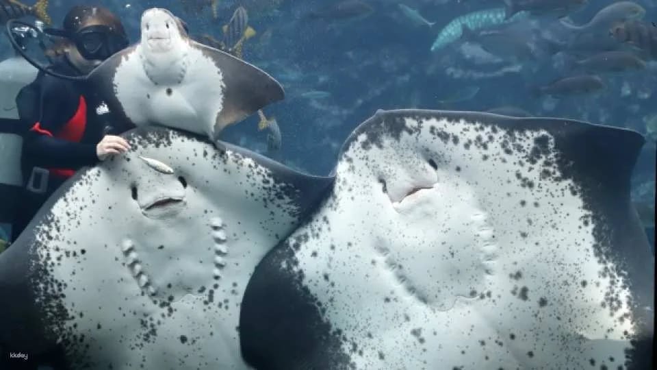 Shimoda Aquarium Admission Ticket｜Shizuoka, Japan