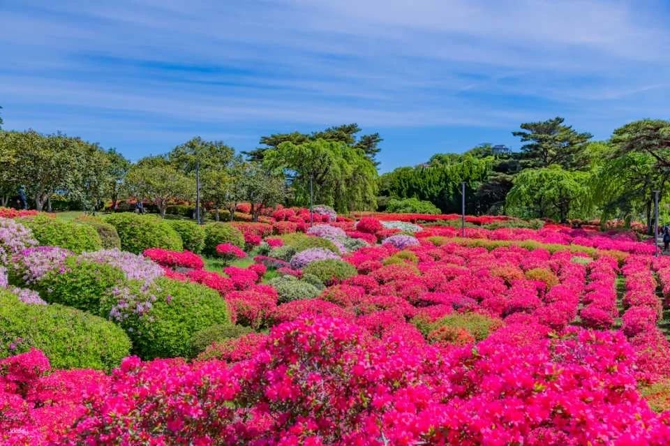 Shizuoka Ito Komuro Ridge Trail "Mt. Komuro Package" (MISORA)｜Bus round trip ticket + cable car round trip ticket + discount coupon