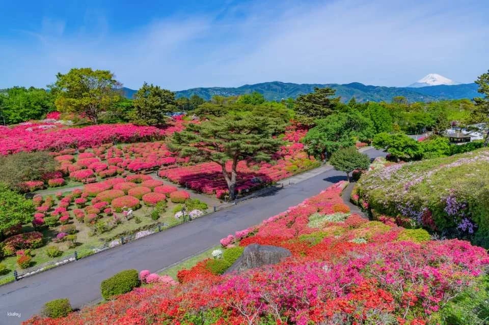 Shizuoka Ito Komuro Ridge Trail "Mt. Komuro Package" (MISORA)｜Bus round trip ticket + cable car round trip ticket + discount coupon