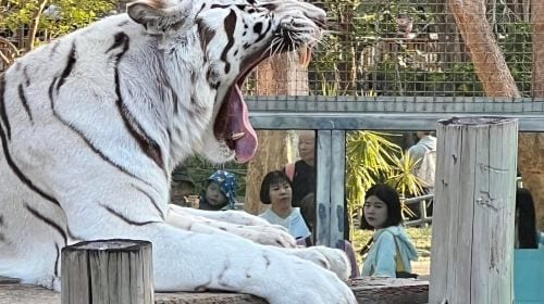 Kaohsiung City Shou Shan Zoo