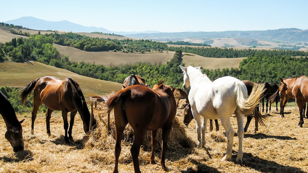 Horses grazing in the Tuscan countryside near Siena, Italy.