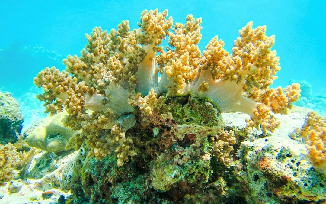 Coral reef in Similan Island showcasing diverse marine life.