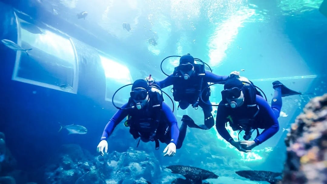 Divers exploring underwater in PADI shark diving program.