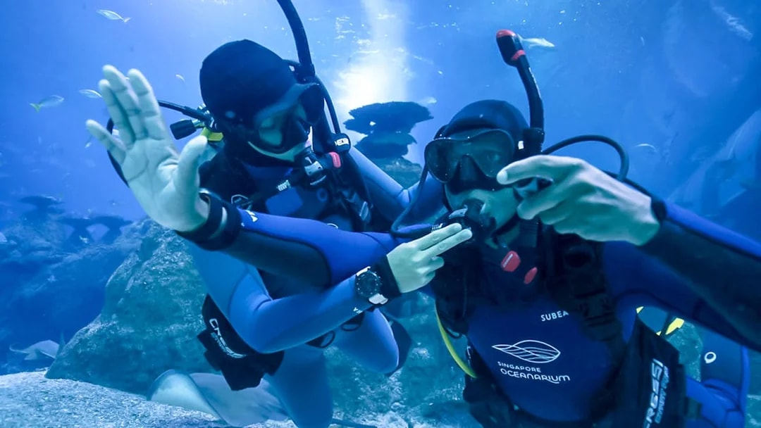 Divers participating in PADI shark diving program at Singapore Oceanarium.