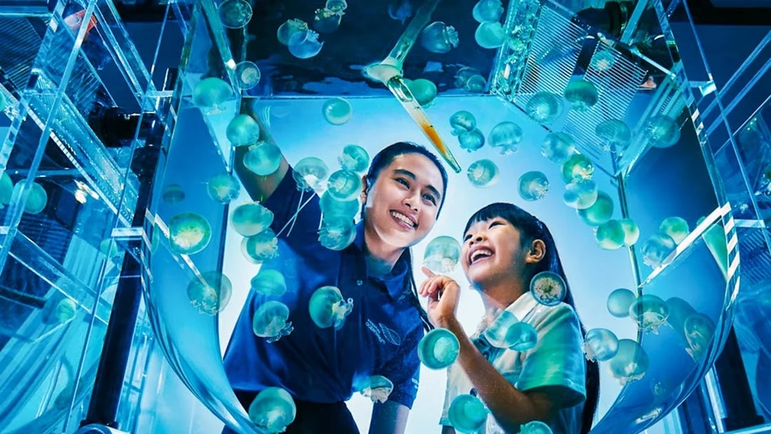 Visitors observing jellyfish at aquarist lab in Singapore Oceanarium.