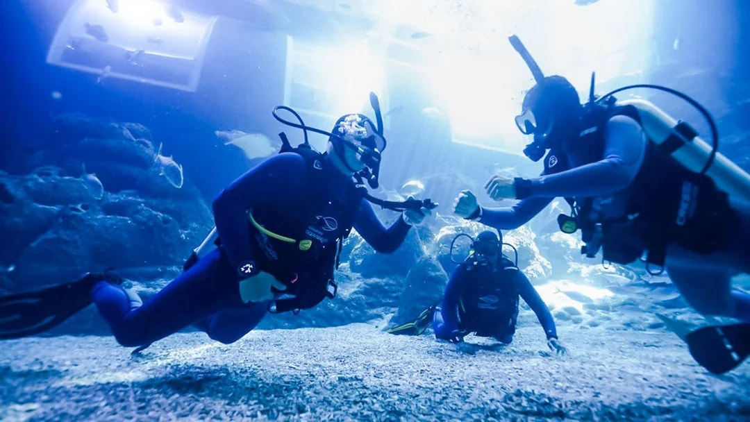 Scuba divers participating in a PADI shark diving program underwater.