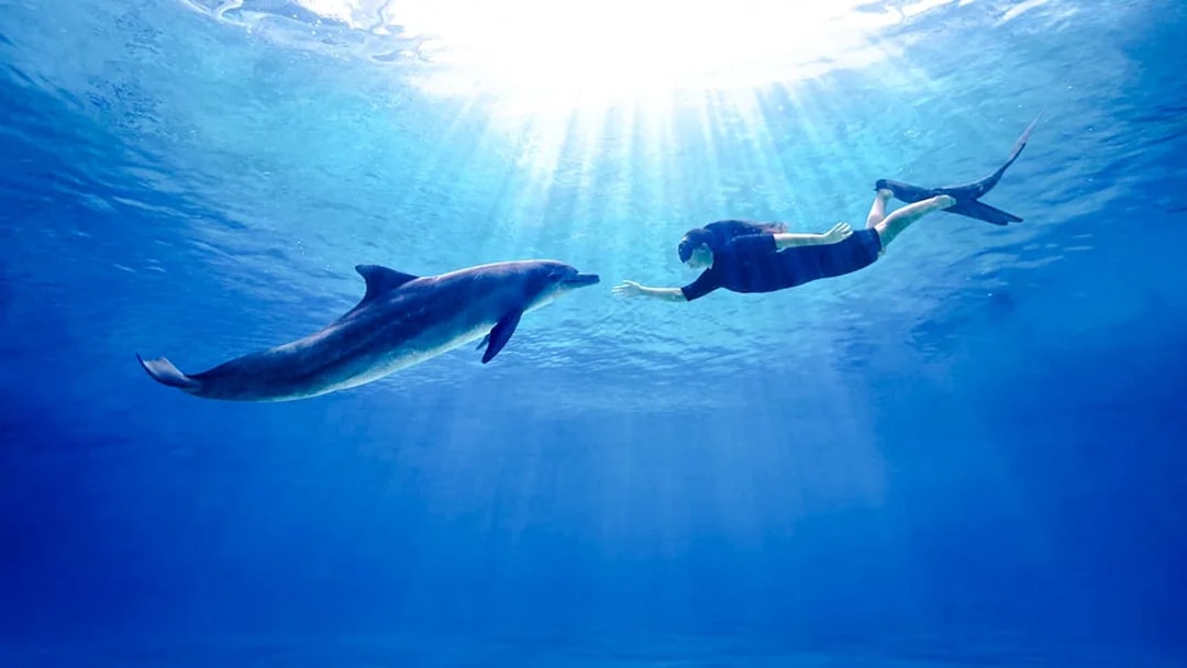 Swimming with dolphin at Singapore Oceanarium.