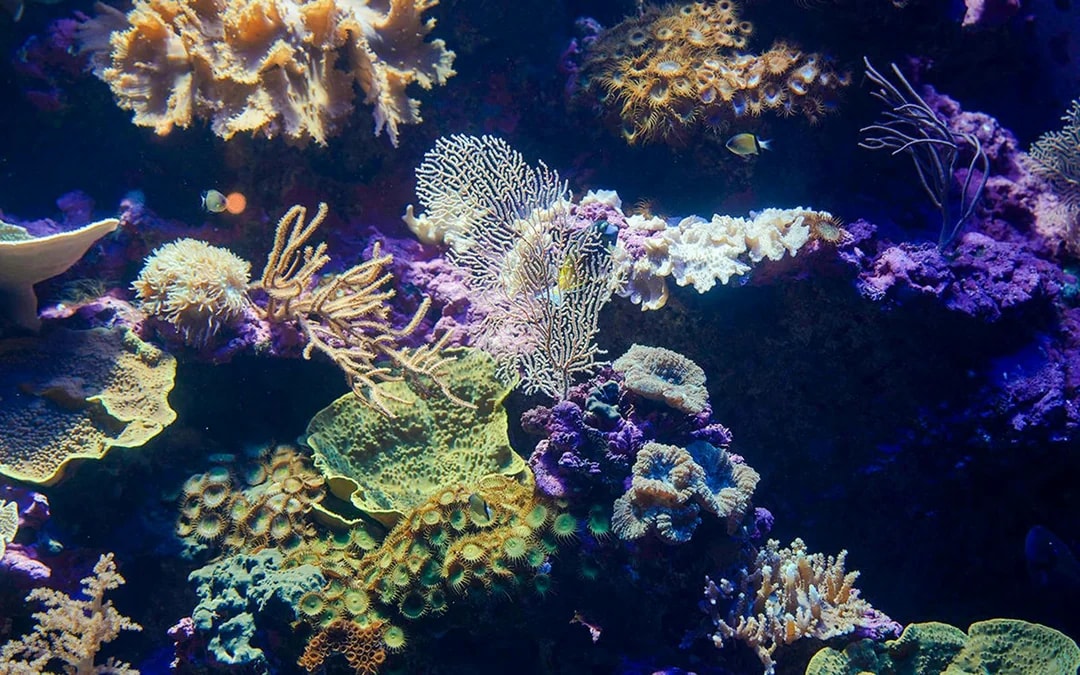 Singapore Oceanarium Insider VIP Experience Image 7