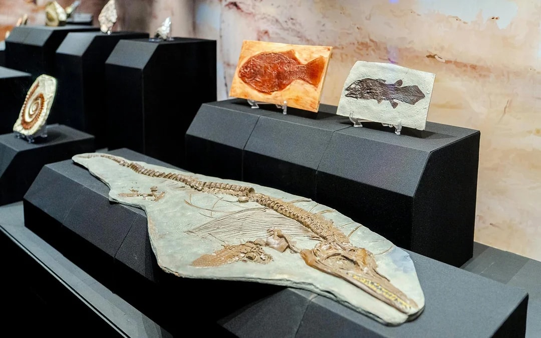 Singapore Oceanarium Insider VIP Experience Image 12